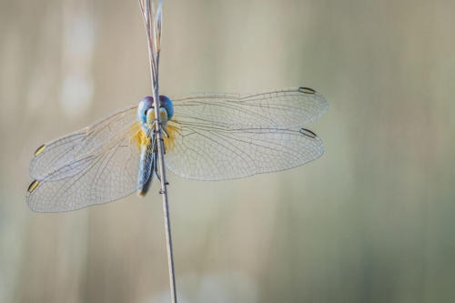 Libellules matinales 1