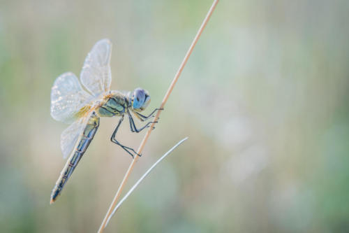 Libellules matinales 2