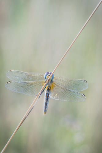 Libellules matinales 3