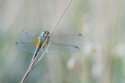 Libellules matinales 4