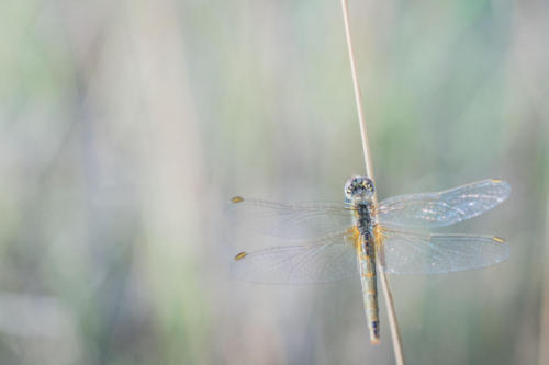 Libellules matinales 5