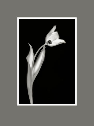 Tulpen 1