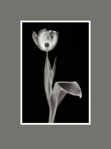 Tulpen 3 