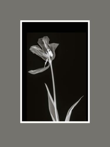 Tulpen 4