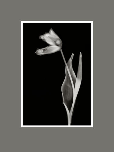 Tulpen 5 