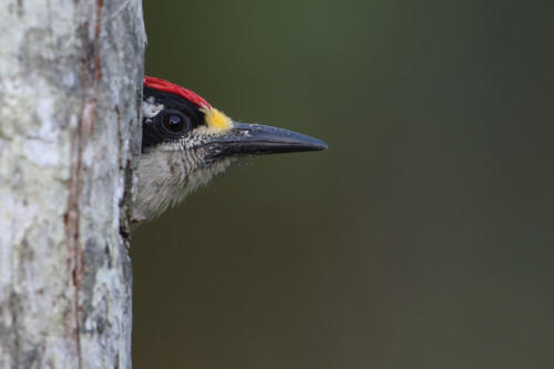 woodpecker 