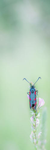 Beste Fauna/Flora FB 4180 26Pt Little bug - Jean-Marc Ayer