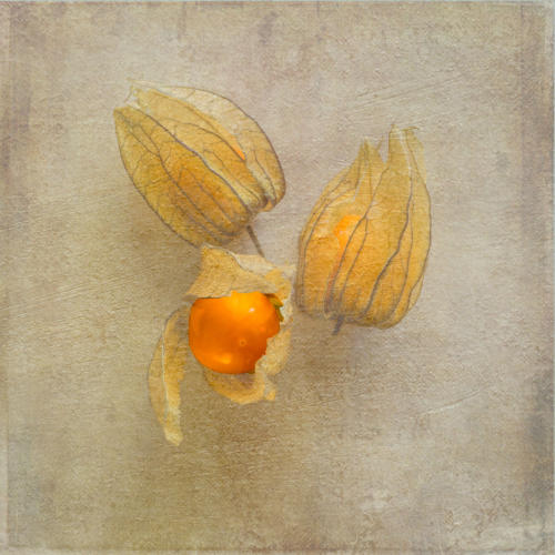 Bester Stilleben/Tabletop FI 7557 24Pt Physalis - Kate Eggleston