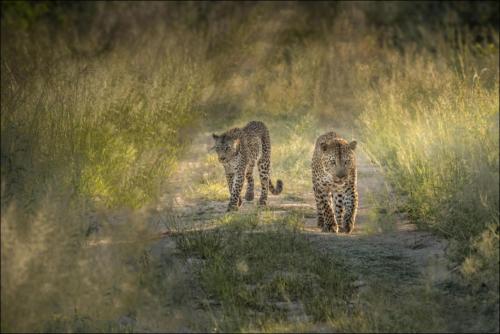 Praemiert FI 7041 24Pt Catwalk in the Bush - Elsbeth Stalder