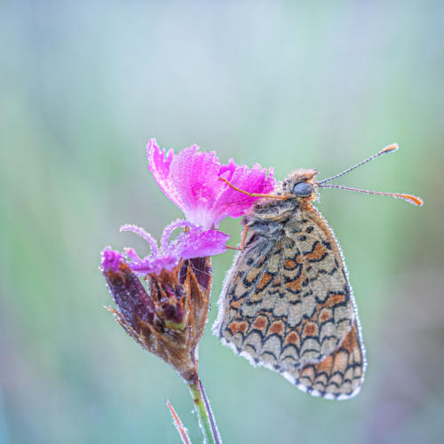 Praemiert FI 7081 24Pt Morning dew - Jean-Marc Ayer