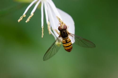 Praemiert FI 7276 27Pt Schwebfliege - Bruno Affolter