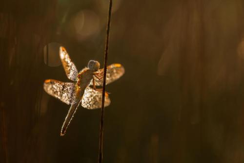 Praemiert FI 7483 24Pt Dragonfly - Barbora Chochulova