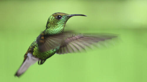 1.-9631-Hummingbird-on-green-Weis-Antoine