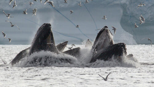 2.-9529 Martinet-Sebastien Le-festin-des-baleines