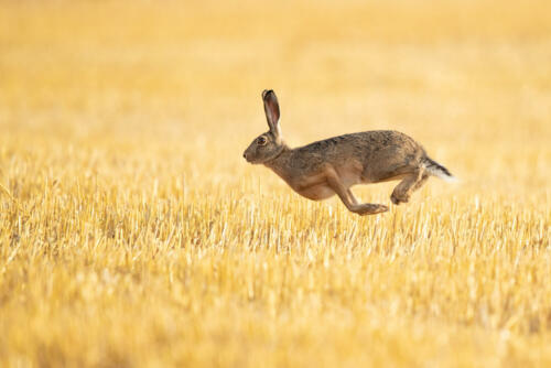 Jumping hare