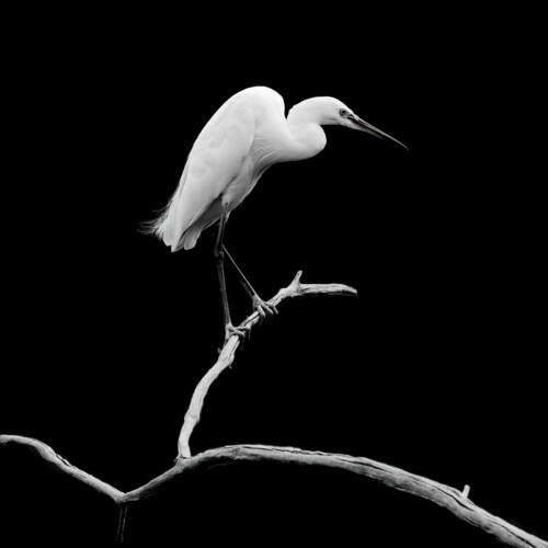 Beste Fauna/Flora SWB 1187 25Pt Little Egret on black -Antoine Weis