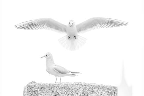 Beste Fauna/Flora SWI 8224 26Pt Seagull ballet -Jean-Marc Ayer